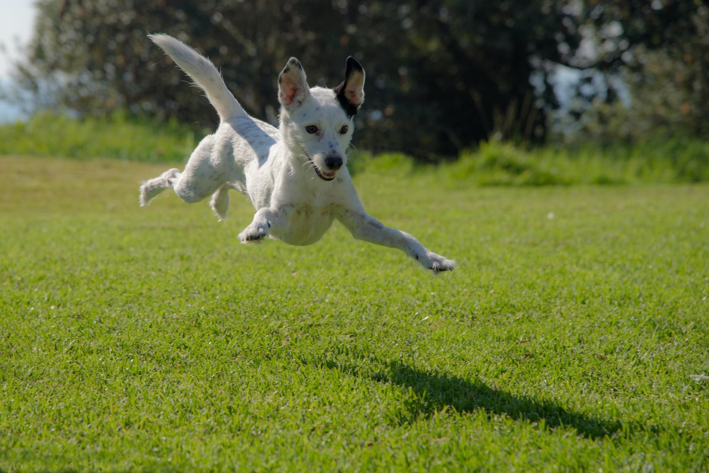 Playful Dog